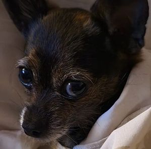 Meet your Posher, Janet